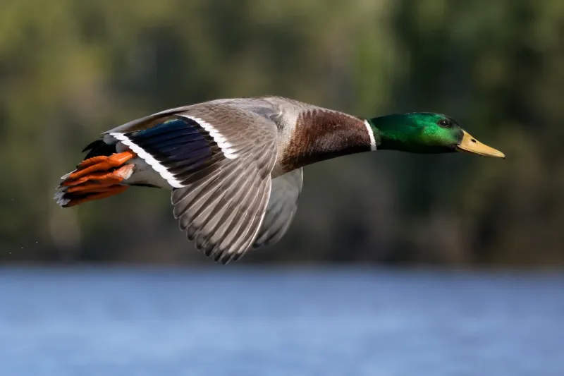 Emerald Flight Mallard – High-Speed Waterfowl Wallpaper wallpaper preview