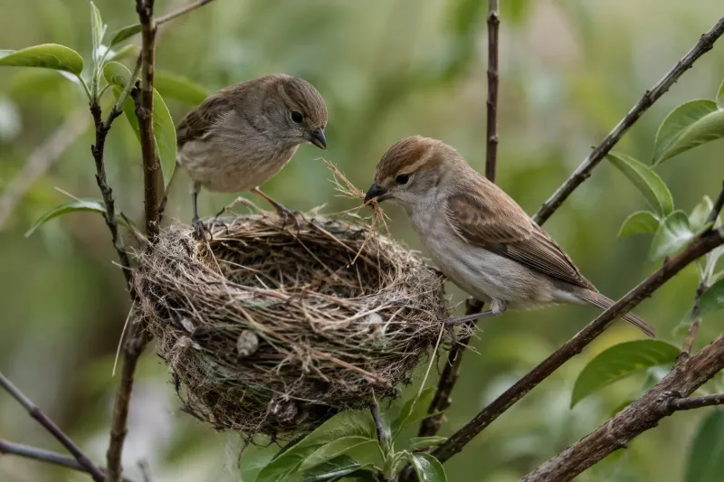 House Sparrow Pair Building a Nest in a Garden wallpaper preview