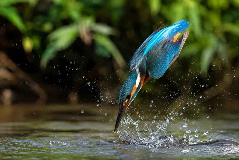Perfect Dive Kingfisher Bird Wallpaper wallpaper preview