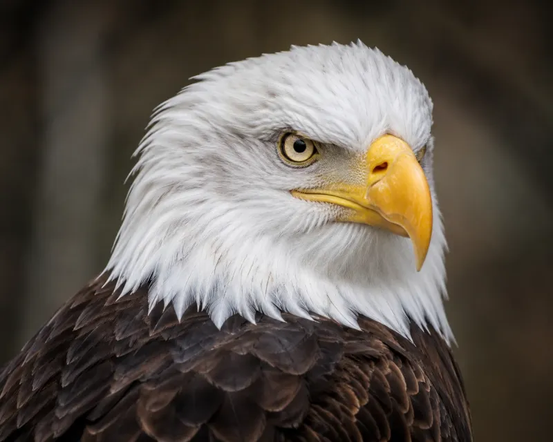 Piercing Gaze Bald Eagle Wallpaper wallpaper preview