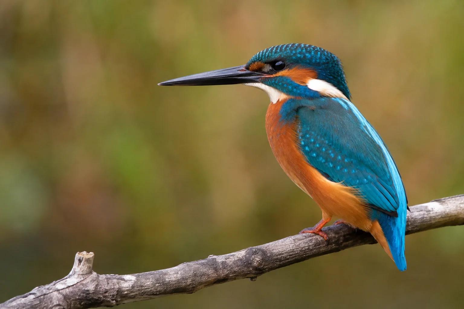 Azure Kingfisher on a Weathered Forest Branch wallpaper full preview