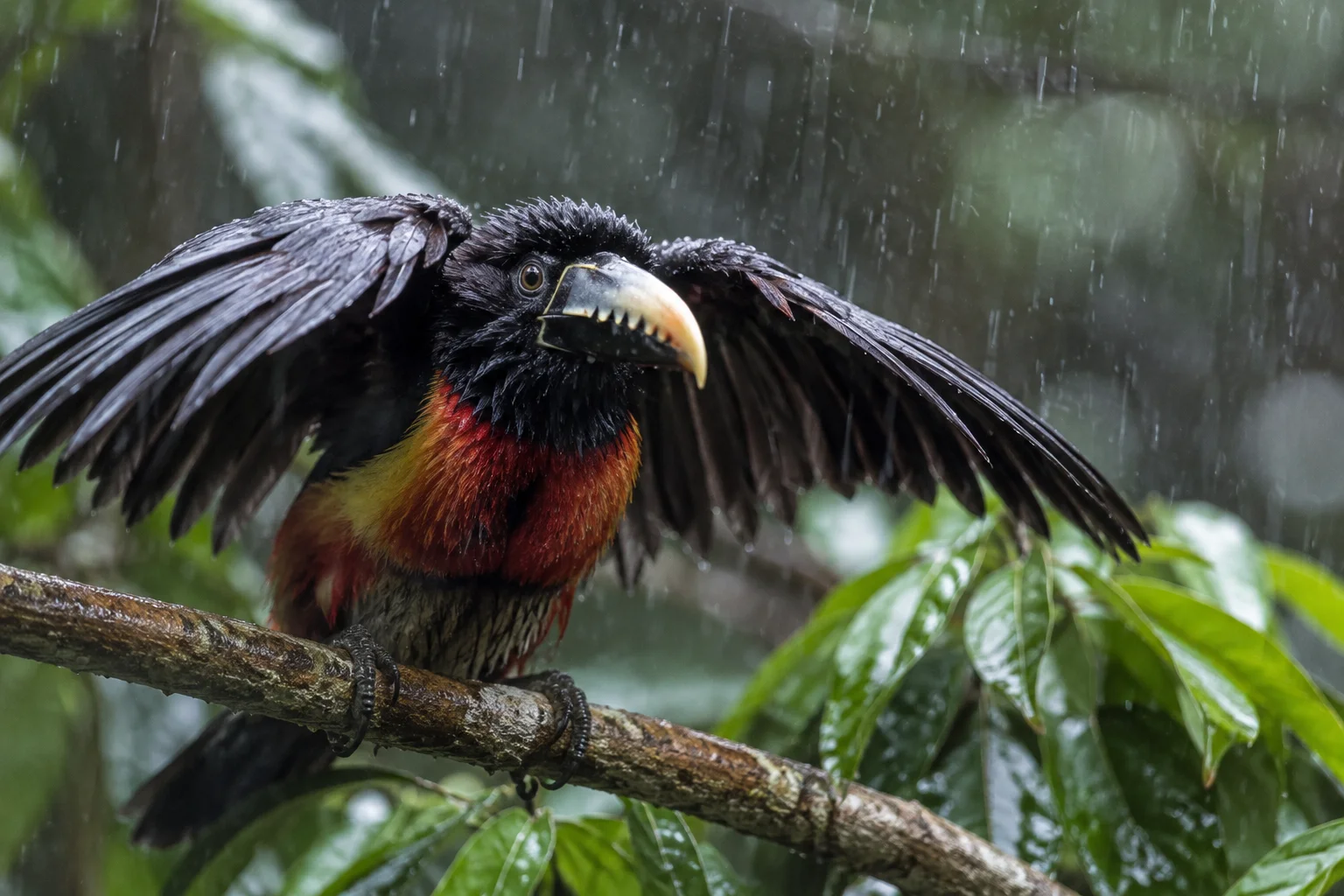 Black-necked Aracari in the Amazon Rainforest, Brazil wallpaper full preview